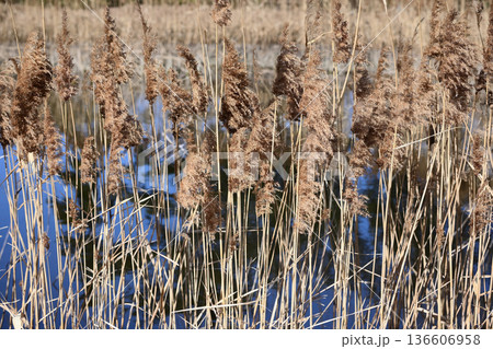 池のほとり 136606958