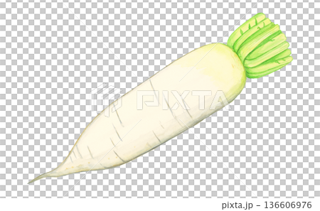 白色背景上的手繪水彩蘿蔔（帶葉子和莖），逼真的食物插圖 136606976
