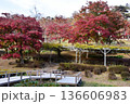 伊豆市　修善寺虹の郷散策路と色鮮やかな紅葉 136606983