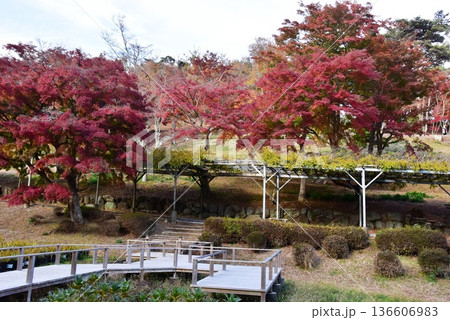 伊豆市 修善寺虹の郷散策路と色鮮やかな紅葉 伊豆市 修善寺虹の郷散策路と色鮮やかな紅葉 136606983