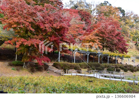 伊豆市　修善寺虹の郷散策路と色鮮やかな紅葉 136606984