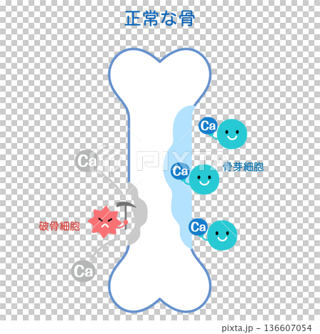 骨吸収と骨形成のしくみ 正常な骨のイラスト素材 [136607054] - PIXTA