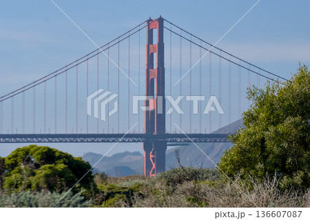 Golden Gate Bridge behind bushes and coastal plants 136607087