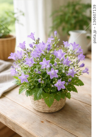 春のベルフラワーの鉢植え ナチュラルインテリアの花写真 136607139