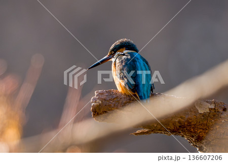 獲物を狙うカワセミ 136607206