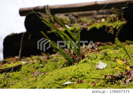 茅葺き屋根の苔類 茅葺き屋根の苔類 136607375