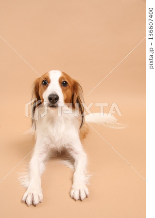 気品あふれるコーイケルホンディエとベージュ背景 136607400