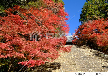 秋の神護寺の参道 秋の神護寺の参道 136607422