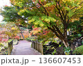 伊豆市　修善寺虹の郷修善寺虹の郷日本庭園散策路と色鮮やかな紅葉 136607453