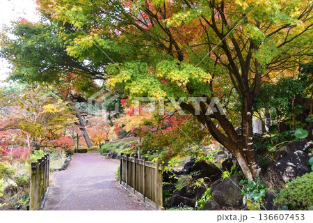 伊豆市 修善寺虹の郷修善寺虹の郷日本庭園散策路と色鮮やかな紅葉 伊豆市 修善寺虹の郷修善寺虹の郷日本庭園散策路と色鮮やかな紅葉 136607453