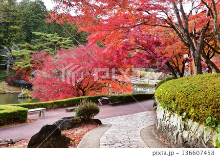 伊豆市　修善寺虹の郷修善寺虹の郷日本庭園散策路と色鮮やかな紅葉 136607458