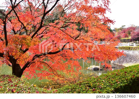 伊豆市　修善寺虹の郷修善寺虹の郷日本庭園菖蒲ヶ池と色鮮やかな紅葉 136607460
