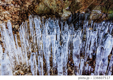 冬の洞窟を埋め尽くす氷筍群・百畳敷洞窟の氷の造形美 136607517