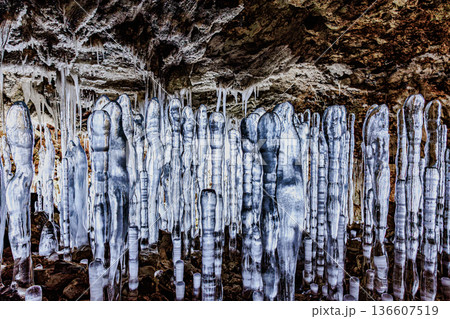 自然が創る氷の彫刻・百畳敷洞窟の氷筍「にょろにょろ」 136607519