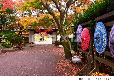 伊豆市　修善寺虹の郷修善寺虹の郷菖蒲門と紅葉と和傘 136607557