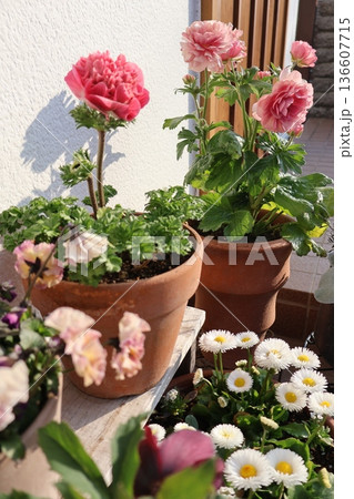 春の花の寄せ鉢 136607715