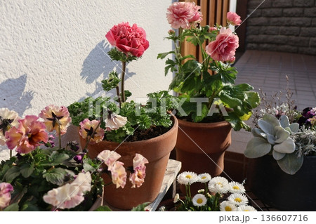 春の花の寄せ鉢 春の花の寄せ鉢 136607716