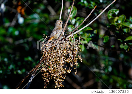 野鳥 ジョウビタキ♀ 野鳥 ジョウビタキ♀ 136607826