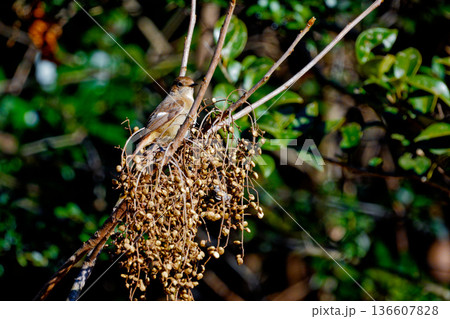 野鳥　ジョウビタキ♀ 136607828