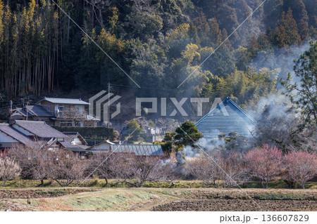 冬の日本の田舎風景：野焼きの煙と咲き始めた梅の花（千葉県） 136607829
