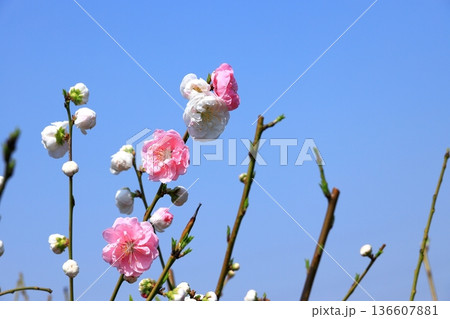 満開のハナモモ 136607881