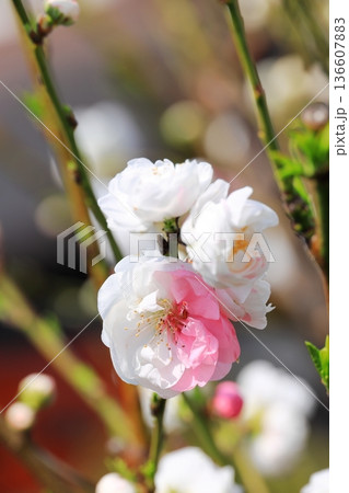 満開のハナモモ　タテ位置 136607883