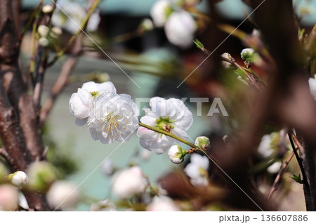 満開のハナモモ 136607886