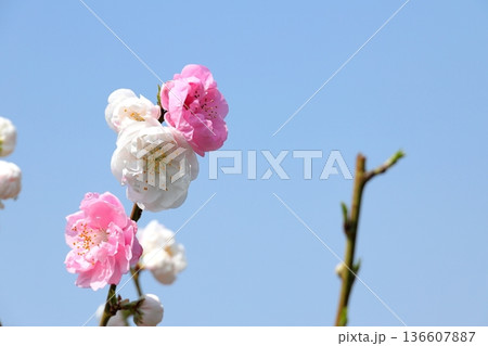 満開のハナモモ 136607887