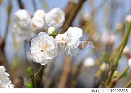 満開のハナモモ 満開のハナモモ 136607888