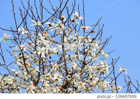 満開のコブシの花 136607889