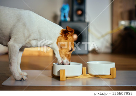 Jack Russell terrier eating dry food from ceramic bowl on wooden stand at home. Hungry dog eating kibble in living room. Concept of dog feeding, pet care and domestic animals 136607955