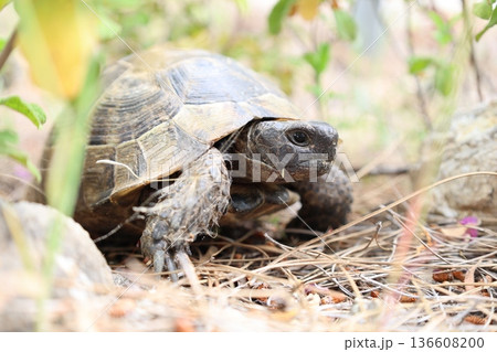 Turtle rocky terrain.Tortoise amidst grass. High quality photo 136608200