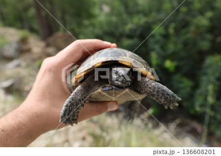 Turtle rocky terrain.Tortoise amidst grass. High quality photo Turtle rocky terrain.Tortoise amidst grass. High quality photo 136608201