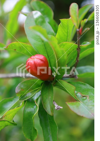 pomegranate buds are blooming. High quality photo pomegranate buds are blooming. High quality photo 136608305