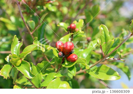 pomegranate buds are blooming. High quality photo pomegranate buds are blooming. High quality photo 136608309