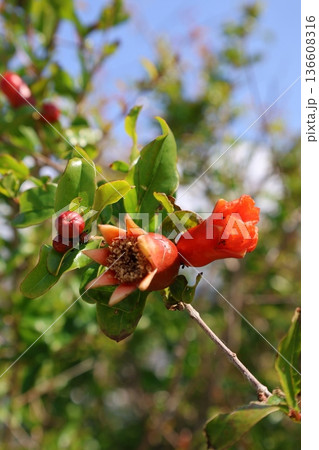 pomegranate buds are blooming. High quality photo 136608316