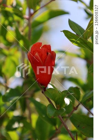 pomegranate buds are blooming. High quality photo pomegranate buds are blooming. High quality photo 136608327