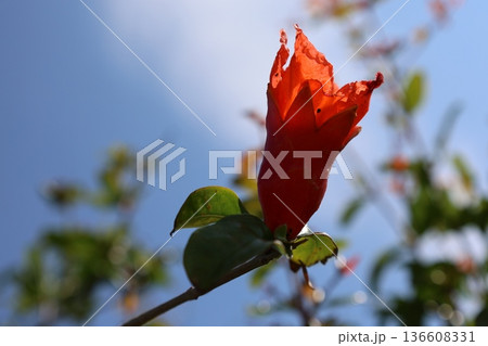 pomegranate buds are blooming. High quality photo pomegranate buds are blooming. High quality photo 136608331