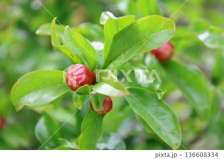pomegranate buds are blooming. High quality photo pomegranate buds are blooming. High quality photo 136608334