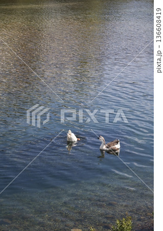 a flock of wild geese in the park. High quality FullHD footage a flock of wild geese in the park. High quality FullHD footage 136608419