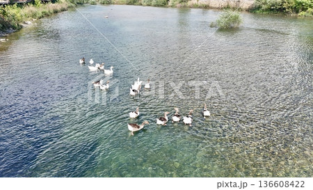 a flock of wild geese in the park. High quality FullHD footage a flock of wild geese in the park. High quality FullHD footage 136608422