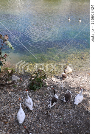 a flock of wild geese in the park. High quality FullHD footage a flock of wild geese in the park. High quality FullHD footage 136608424