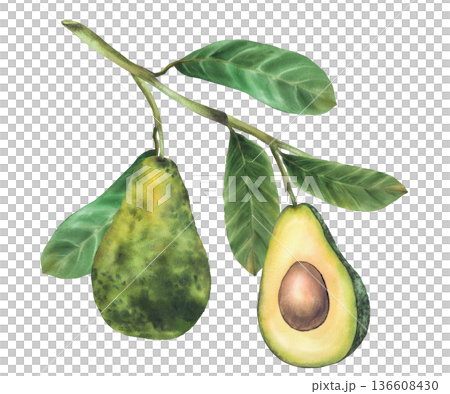 Watercolor avocado branch with ripe whole fruit and cut half showing seed. Botanical hand drawn illustration isolated on white background for exotic food packaging, menu design, natural cosmetic label Watercolor avocado branch with ripe whole fruit and cut half showing seed. Botanical hand drawn illustration isolated on white background for exotic food packaging, menu design, natural cosmetic label 136608430
