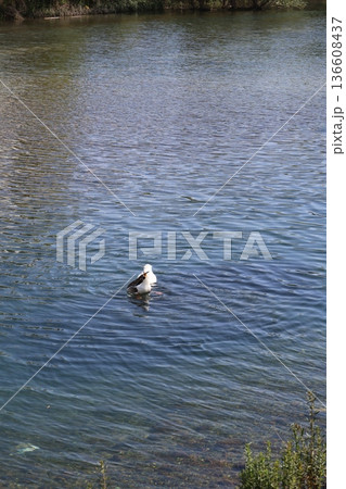 a flock of wild geese in the park. High quality FullHD footage 136608437