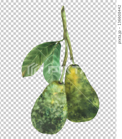 Watercolor two avocados fruit hanging on tree branch with leaves. Hand drawn exotic realistic botanical illustration isolated from background for vegetable market food, cosmetic, product label. 136608442