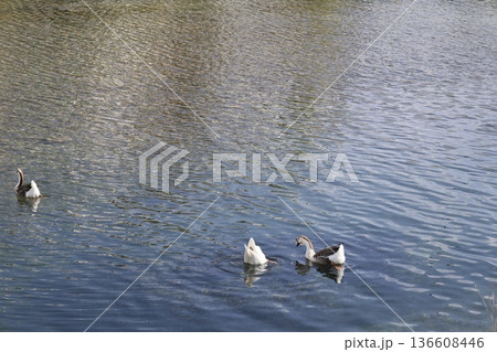 a flock of wild geese in the park. High quality FullHD footage a flock of wild geese in the park. High quality FullHD footage 136608446