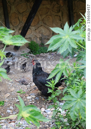 rural scene hen with chickens. Chicken rocky ground 136608457