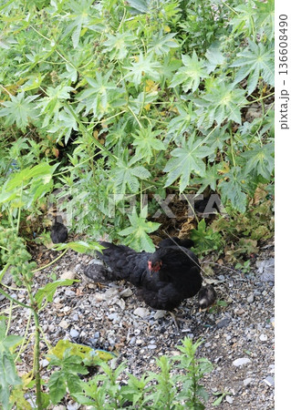 rural scene hen with chickens. Chicken rocky ground 136608490
