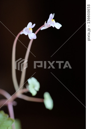 早春に咲く可憐な野草　ツタバウンランA 136608658