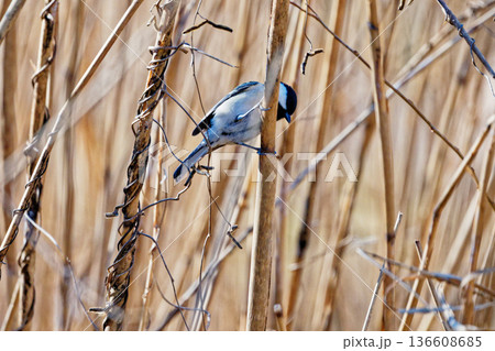 枯れた葦で採餌するシジュウカラ科シジュウカラ♂ 136608685